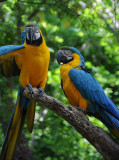 Macaws