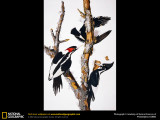 ivory-billed-woodpecker.jpg