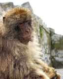 2008 - Gibraltar - IMGP1036