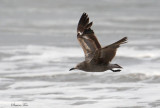 Peru09_210_Grey-Gull.jpg