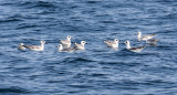 Peru09_320_Swallow-tailed-Gulls.jpg
