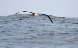 Peru09_326_Waved-Albatross.jpg