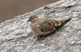 Peru09_886_Bare-faced-Ground-Dove.jpg