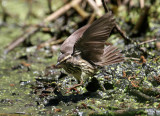 2010Mgrtn_1835-Northern-Waterthrush.jpg