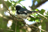 2010Mgrtn_1855-Black-throated-Blue-Warbler.jpg