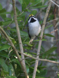 2010Mgrtn_1890-Golden-winged-Warbler.jpg