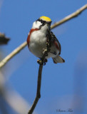 2010Mgrtn_1895-Chestnut-sided-Warbler.jpg