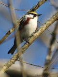 2010Mgrtn_1900-Chestnut-sided-Warbler.jpg