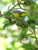 2010Mgrtn_1915-Canada-Warbler.jpg