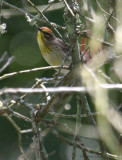 2010Mgrtn_1925-Palm-Warbler.jpg