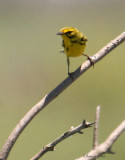 2010Mgrtn_1930-Prairie-Warbler.jpg