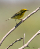 2010Mgrtn_1935-Prairie-Warbler.jpg