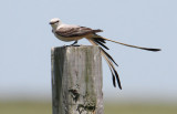 2010Mgrtn_1945-Scissor-tailed-Flycatcher.jpg