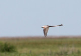 2010Mgrtn_1950-Scissor-tailed-Flycatcher.jpg