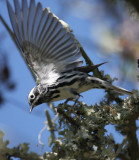 2010Mgrtn_1965-Black-and-White-Warbler.jpg