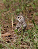 2010Mgrtn_1975-Vesper-Sparrow.jpg