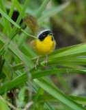 2010Mgrtn_1985-Common-Yellowthroat.jpg