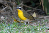 2010Mgrtn_1995-Yellow-breasted-Chat.jpg