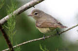 2010Mgrtn_2035-Warbling-Vireo.jpg