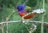 2010Mgrtn_2040-Painted-Bunting.jpg