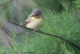 2010Mgrtn_2045-Philadelphia-Vireo.jpg