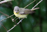 2010Mgrtn_2055-Philadelphia-Vireo.jpg