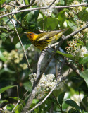 2010Mgrtn_2075-Cape-May-Warbler.jpg