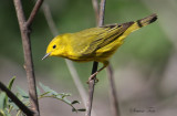 2010Mgrtn_2080-Yellow-Warbler.jpg