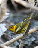 2010Mgrtn_2105-Cape-May-Warbler.jpg