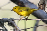 2010Mgrtn_2120-Yellow-Warbler.jpg