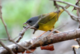 2010Mgrtn_2125-Mourning-Warbler.jpg