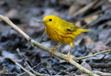 2010Mgrtn_2145-Yellow-Warbler.jpg