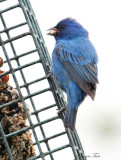 2010Mgrtn_2155-Indigo-Bunting.jpg