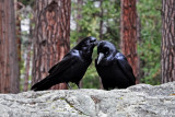 DSC_0195a.jpg