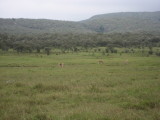 Thompson's Gazelles in Hell's Gate National Park, Kenya.