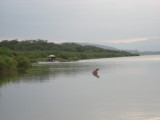 Yawning hippo on Lake Naivasha.