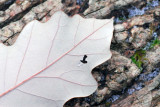Oak leaf on trunk