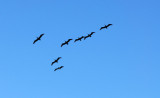 Pelicans Overhead