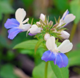 Blue-eyed Mary