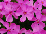 Phlox 1