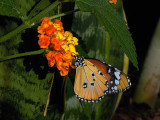 Papillons en libert