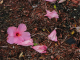 hibiscusdebris.jpg