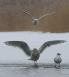 IMG_4083.16.02.jpg