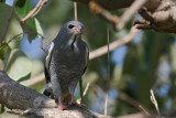 IMG_9522lizzardbuzzard.jpg