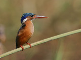 IMG_3886MalachiteKingfisher.jpg