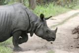 Indian Rhino passing in front of Jeep