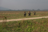 Kaziranga elephant ride