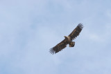 White-tailed Sea-eagle, Haliaeetus albicilla (Havsörn)