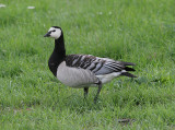 Barnacle Goose, Vitkindad gås, Branta leucopsis