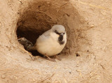 Desert Sparrow, Ökensparv, Passer simplex